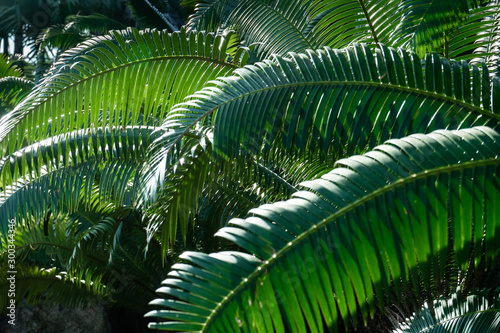 Green betel palm leaf pattern  natural texture background concept