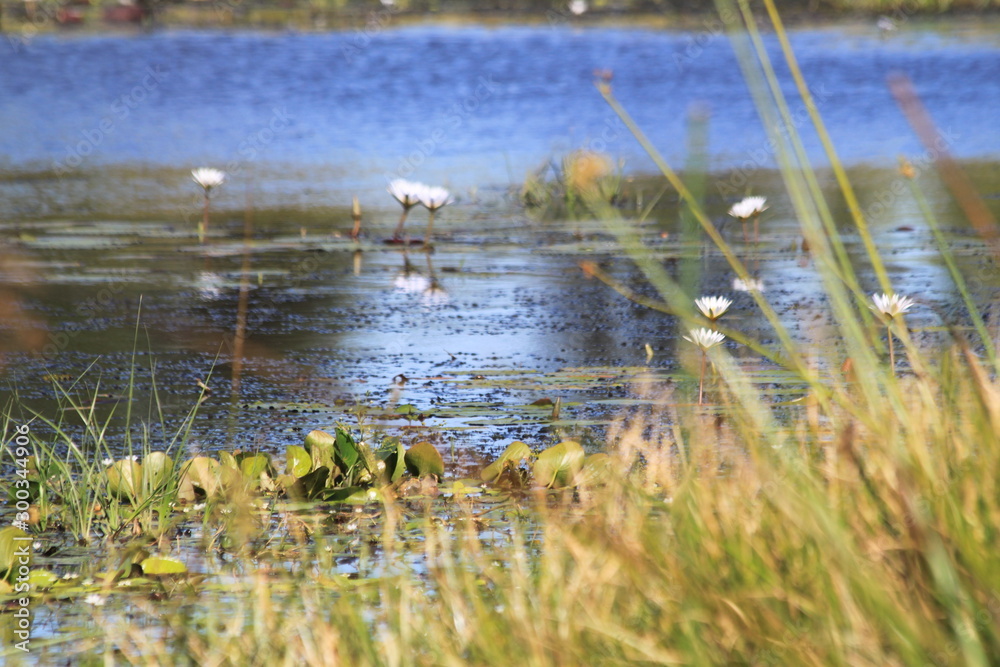 Water lily Water lily