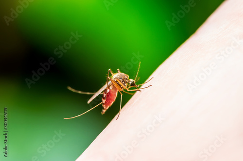 Dangerous Zika Infected Mosquito Bite on Green Background. Leishmaniasis, Encephalitis, Yellow Fever, Dengue, Malaria Disease, Mayaro or Zika Virus Infectious Culex Mosquito Parasite Insect Macro.