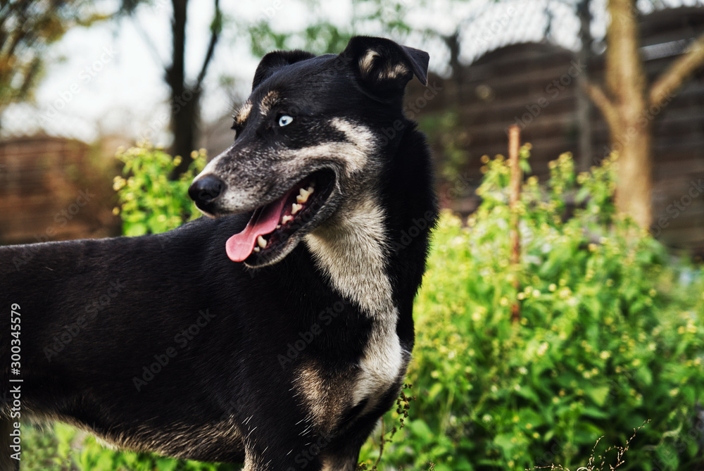 Black and white dog with blue eyes on the grass. Black and white dog with blue eyes on the grass.