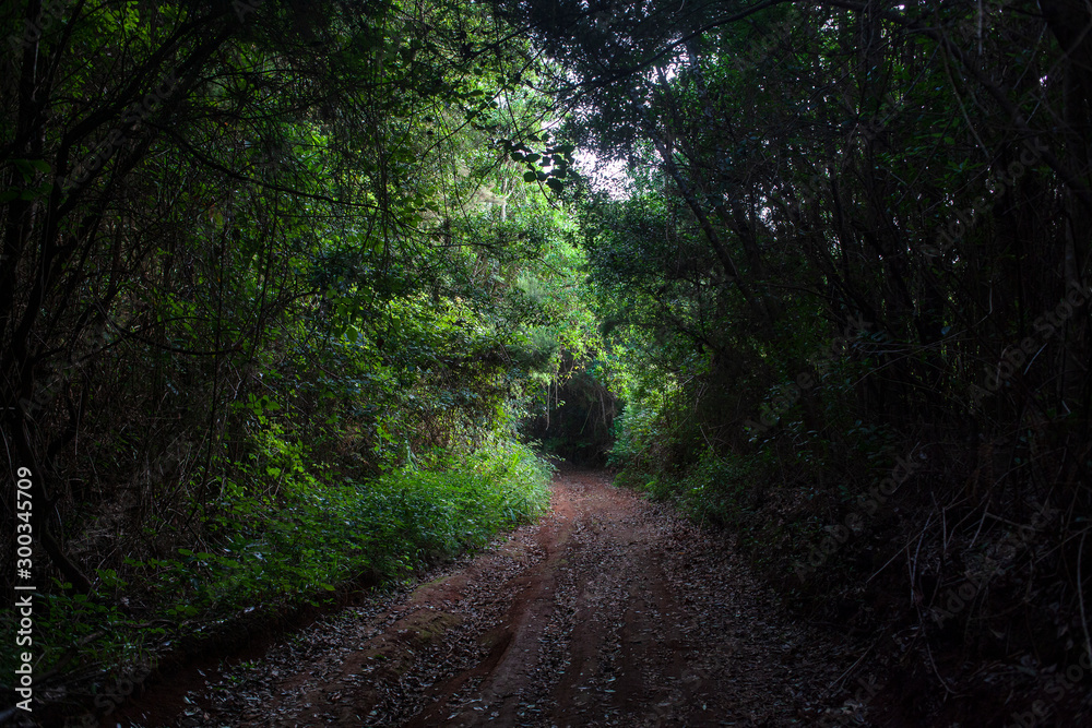 Fototapeta premium a hole in the path