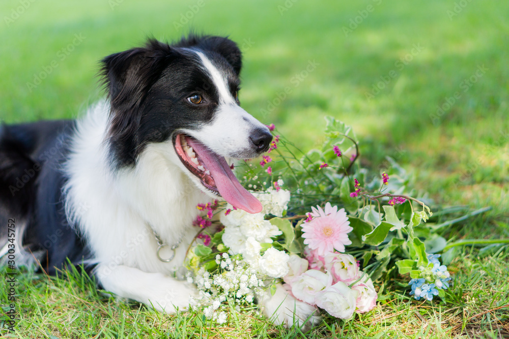 ボーダーコリー　犬　牧羊犬　シープドッグ　花