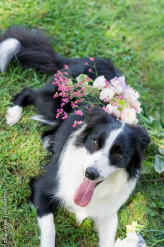 ボーダーコリー 犬 牧羊犬 シープドッグ 花