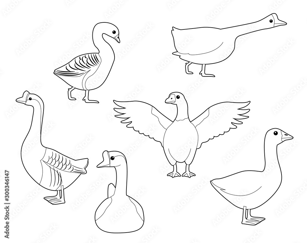 Domestic Goose Cute Cartoon Vector Coloring Book