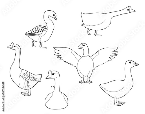 Domestic Goose Cute Cartoon Vector Coloring Book