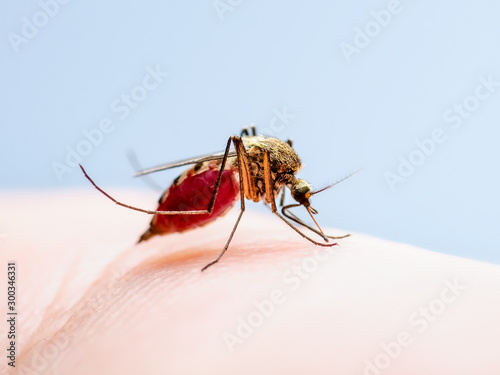 Dangerous Dengue Infected Mosquito Skin Bite. Leishmaniasis, Encephalitis, Yellow Fever, Dengue, Malaria Disease, Mayaro or Zika Virus Infectious Culex Mosquito Parasite Insect Macro. photo