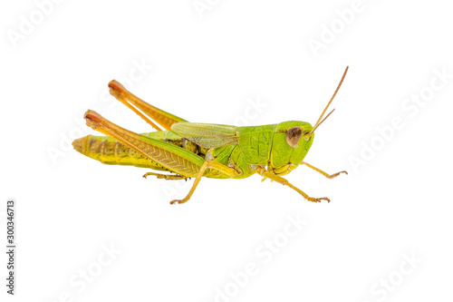 Common Green Grasshopper Tettigoniidae Pest Insect Isolated on White © nechaevkon