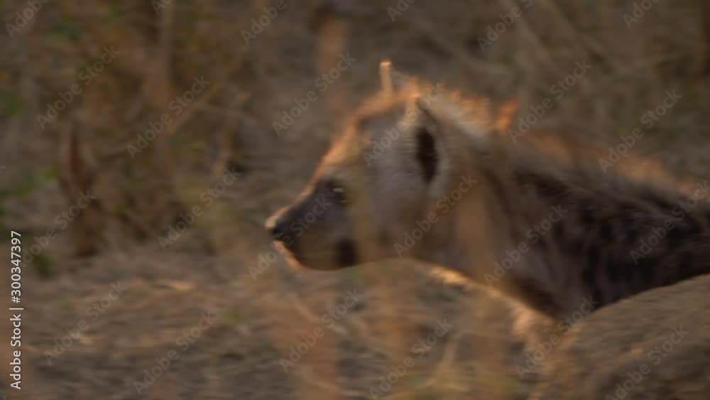 Lone hyena cub walks out from behind rock and sniffs air, close up Lone hyena cub walks out from behind rock and sniffs air, close up