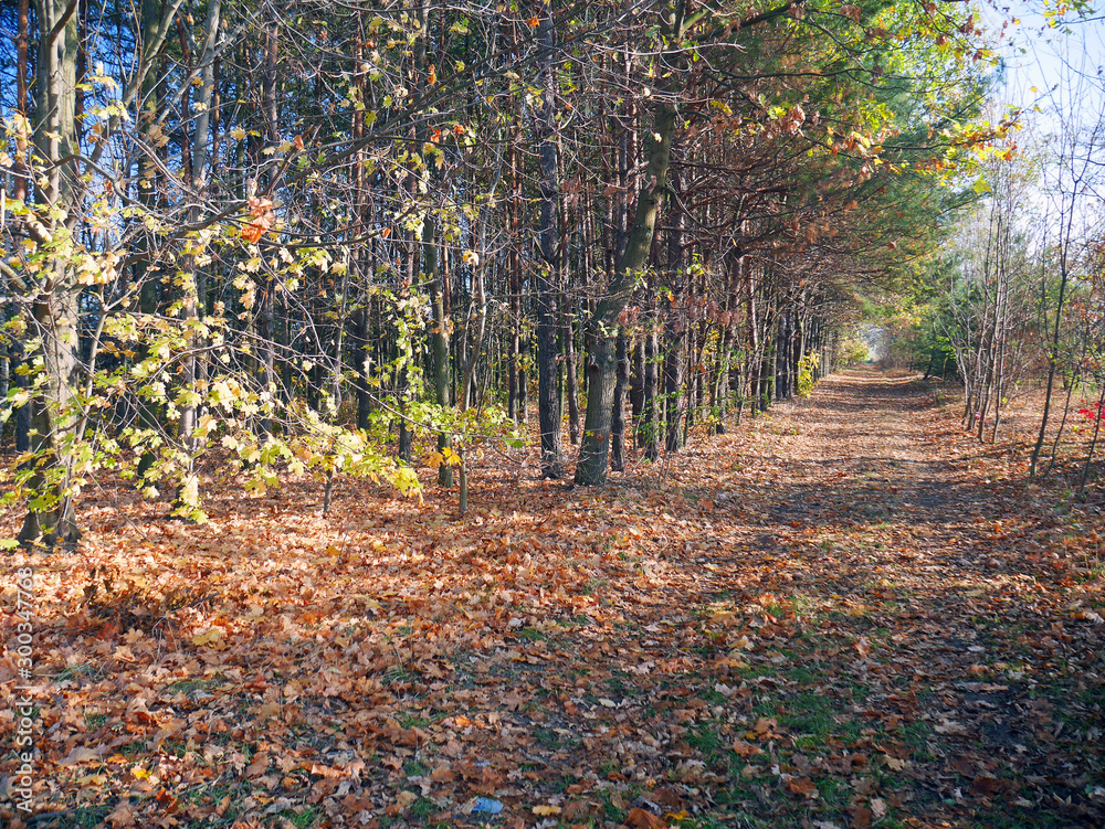 autumn in the park landscape autumn in the park landscape