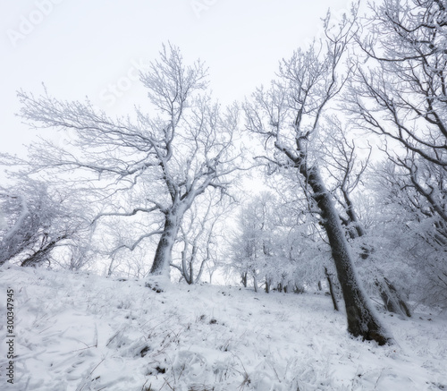 Frozen landscape - Winter mist forest