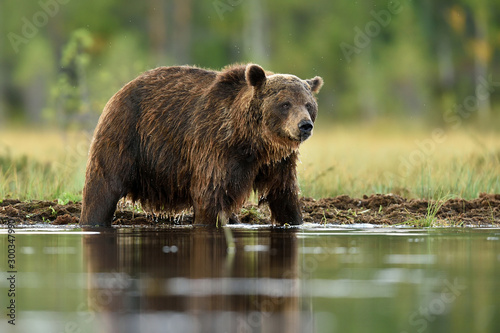 brown bear in a water
