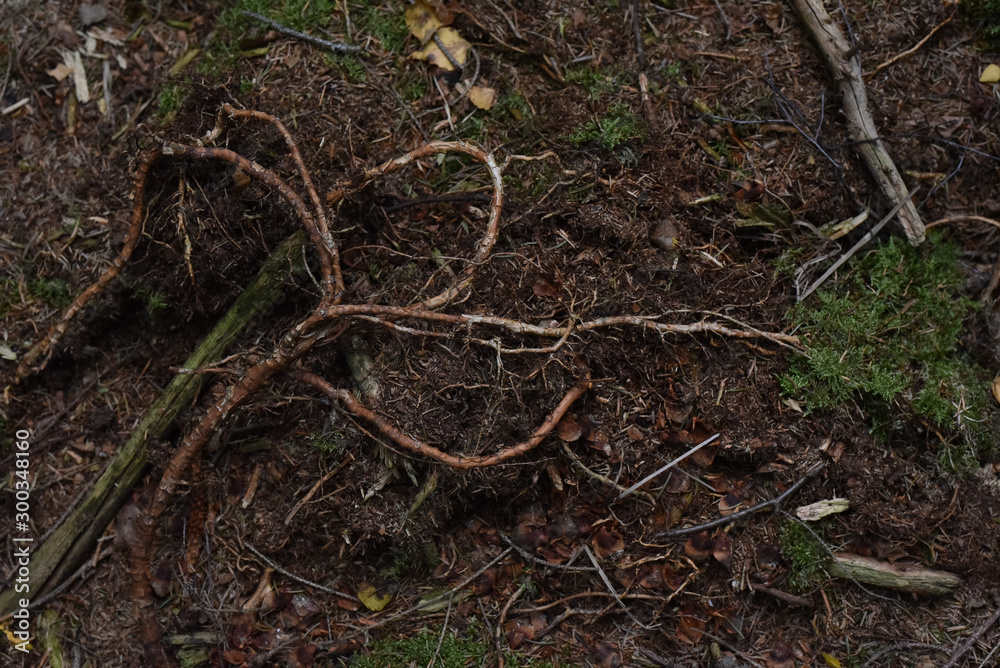 Pilze sammeln, Herbst, Tharandter Wald Pilze sammeln, Herbst, Tharandter Wald