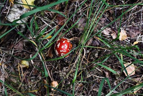 Pilze sammeln, Herbst, Tharandter Wald photo