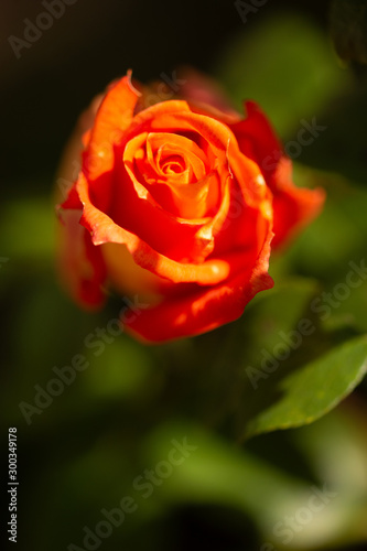 macro shot of a red rose