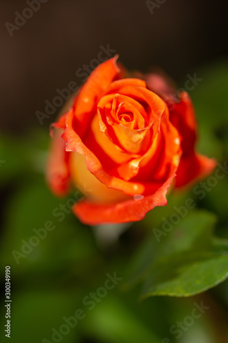 macro shot of a red rose