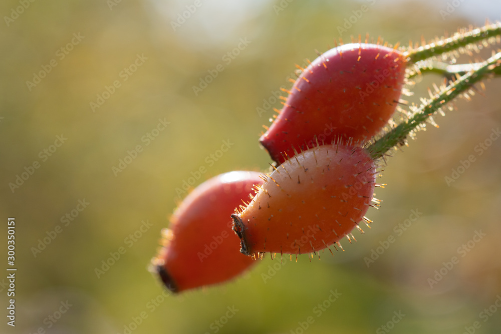 Obraz premium 薔薇の果実ローズヒップ