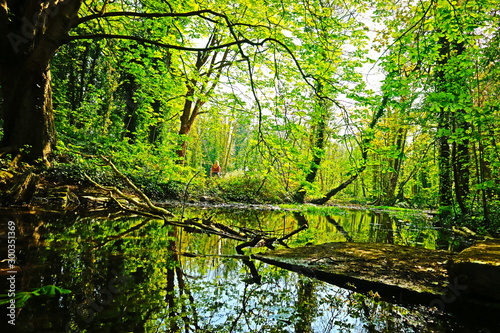 trees in the forest