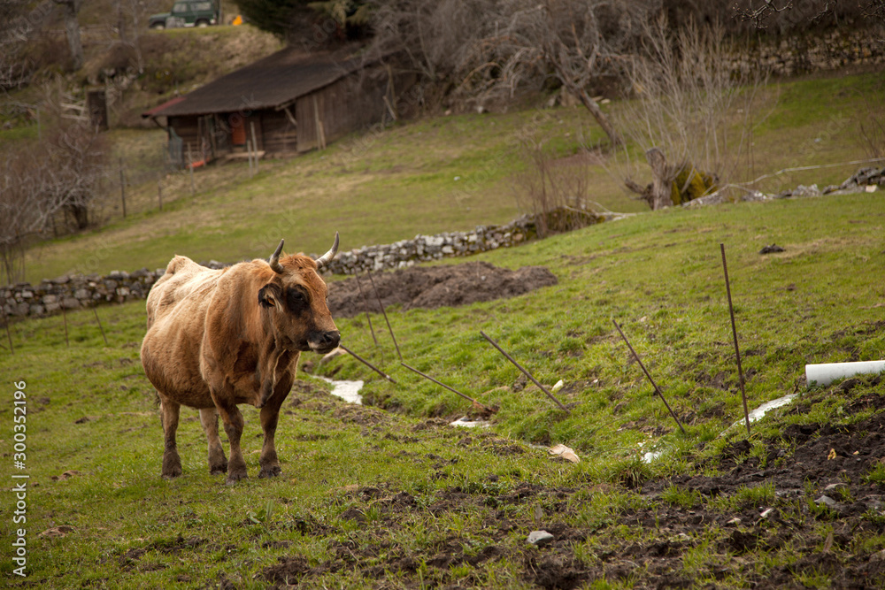 Fototapeta premium vaca asturiana en pradera
