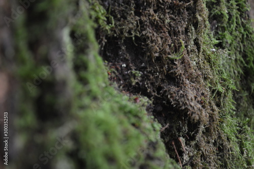 Moos im Herbstwald