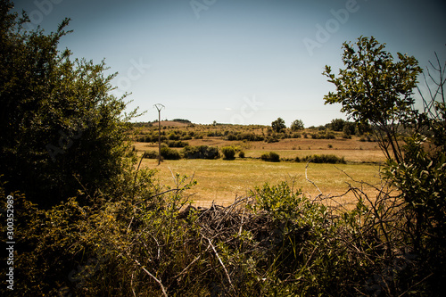 paisaje de padrera amarilla photo