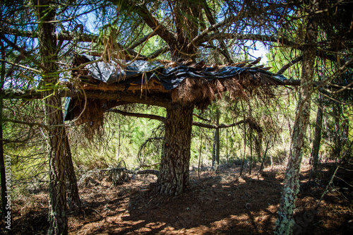 techo entre árboles construido con madera y ramas de pino © Raquel