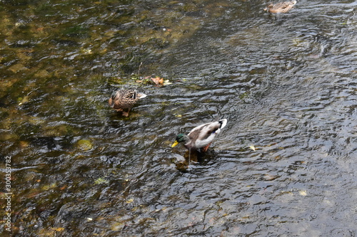 Ducks