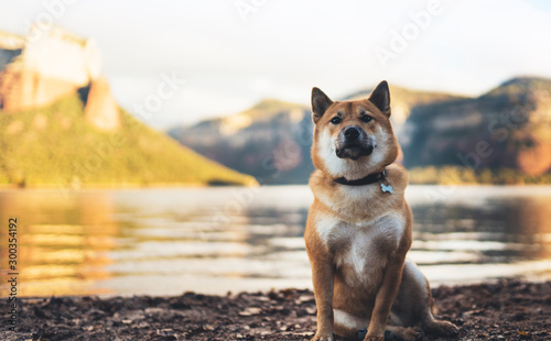  single dog close up walk sits on background mount landscape, tourist red shiba inu leisure on lake, pet travel on nature, vacation trip concept copy space