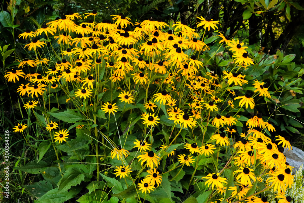 Fiori gialli sul sentiero delle meraviglie, canton Ticino Fiori gialli sul sentiero delle meraviglie, canton Ticino