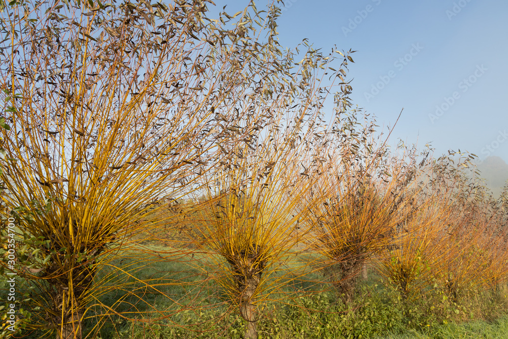 Fototapeta premium common osier or basket willow trees (salix salix viminalis) near the wine road in spielfeld