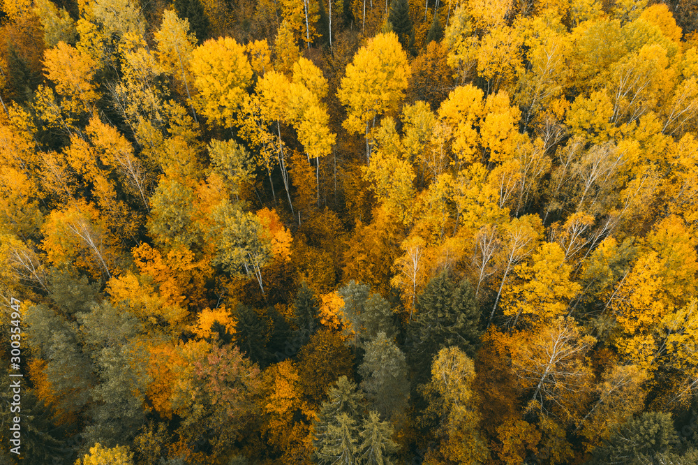 Drone/Aerial photo of beautiful yellow Fall/Autumn Aspen tree leaves and birches Drone/Aerial photo of beautiful yellow Fall/Autumn Aspen tree leaves and birches