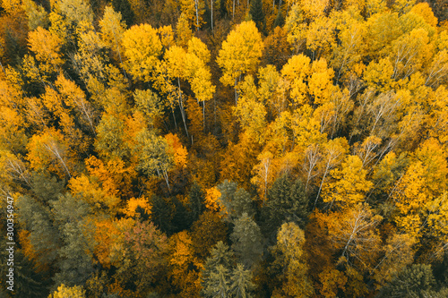 Drone/Aerial photo of beautiful yellow Fall/Autumn Aspen tree leaves and birches