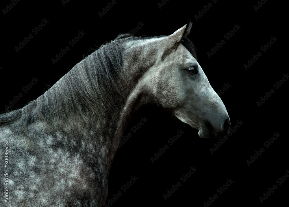 young orlov trotter dappled horse portrait isolated on black background