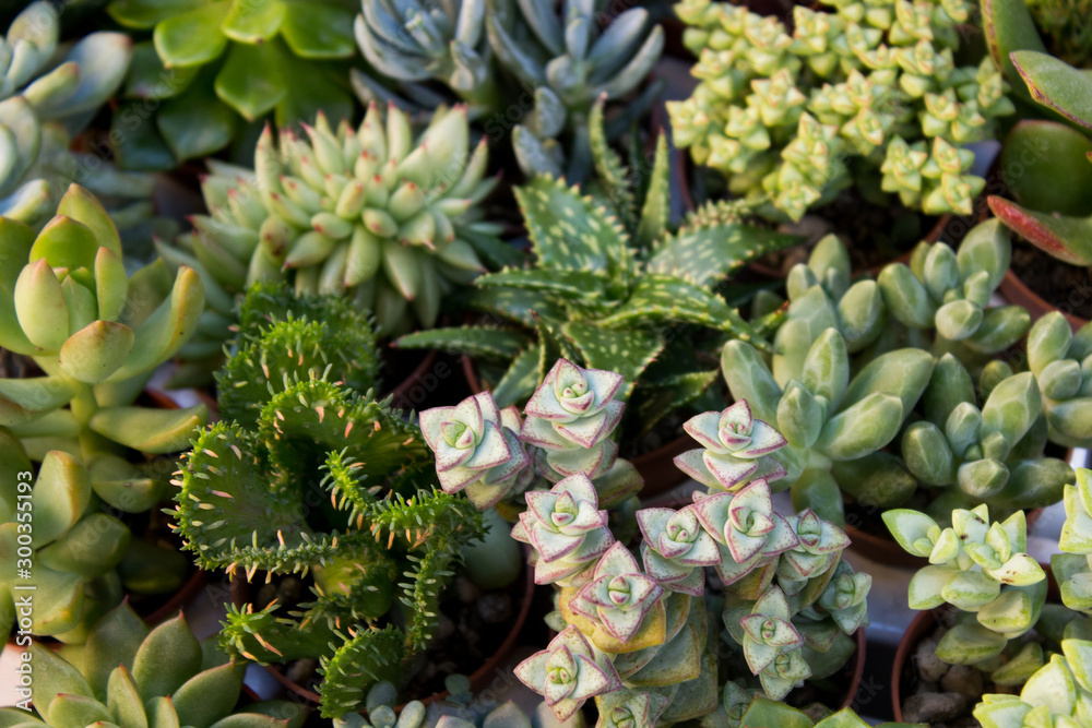 Succulents and cactuses for decoration Succulents and cactuses for decoration