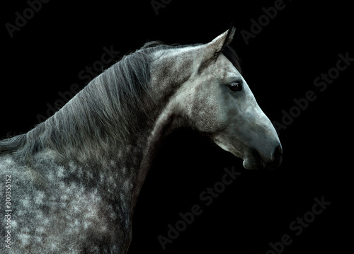 young orlov trotter dappled horse portrait isolated on black background