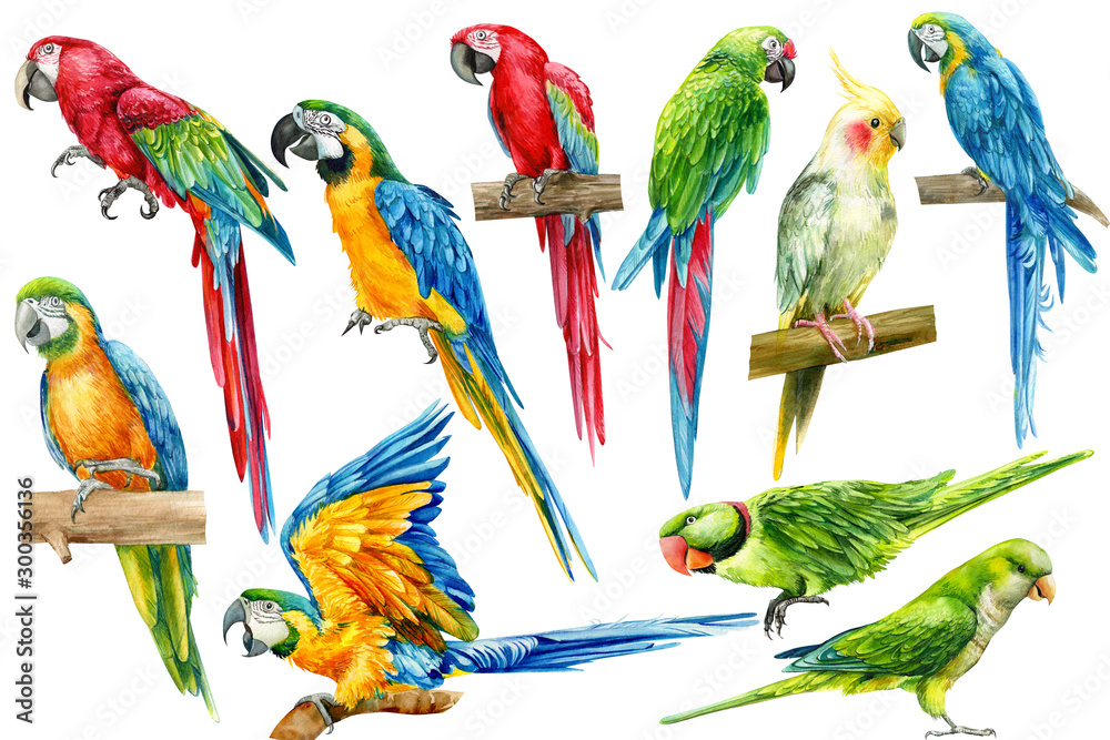 Obraz Big set of parrots, birds on an isolated white background, watercolor illustration, hand drawing