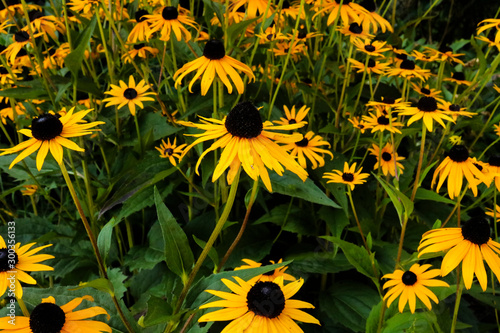 Primo piano dei fiori gialli sul sentiero delle meraviglie, canton Ticino photo