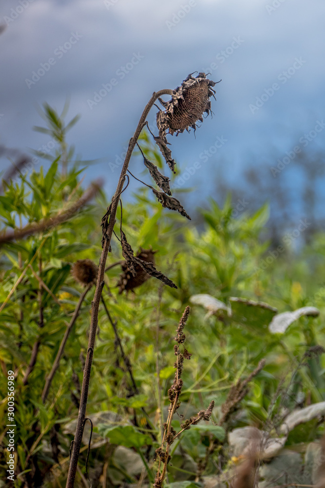 Verwelkte Sonnenblumen im Herbst Verwelkte Sonnenblumen im Herbst