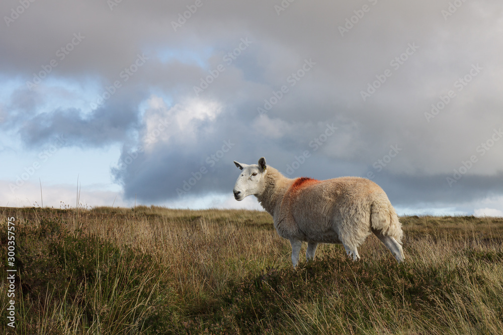 Obraz premium Wicklow Sheep