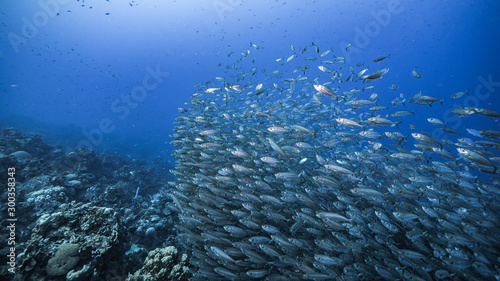Bait ball / school of fish and Blue Runner Jacks in coral reef of Caribbean Sea