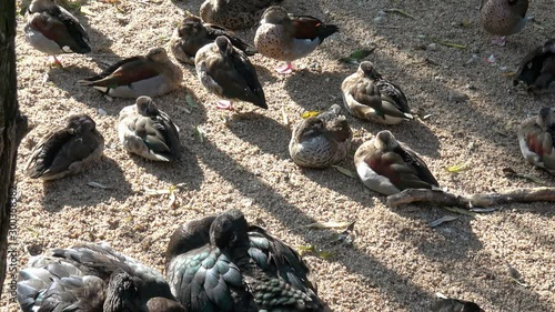 Close up of a Ringed Teal (Callonetta leucophrys) ducks. photo