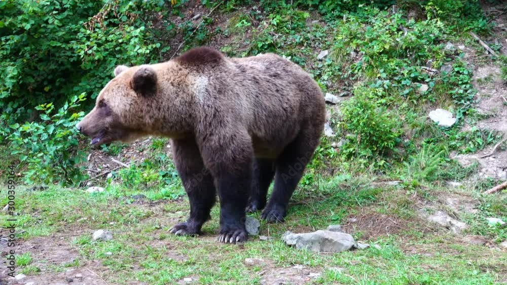The brown bear leaves the frame. The brown bear leaves the frame.