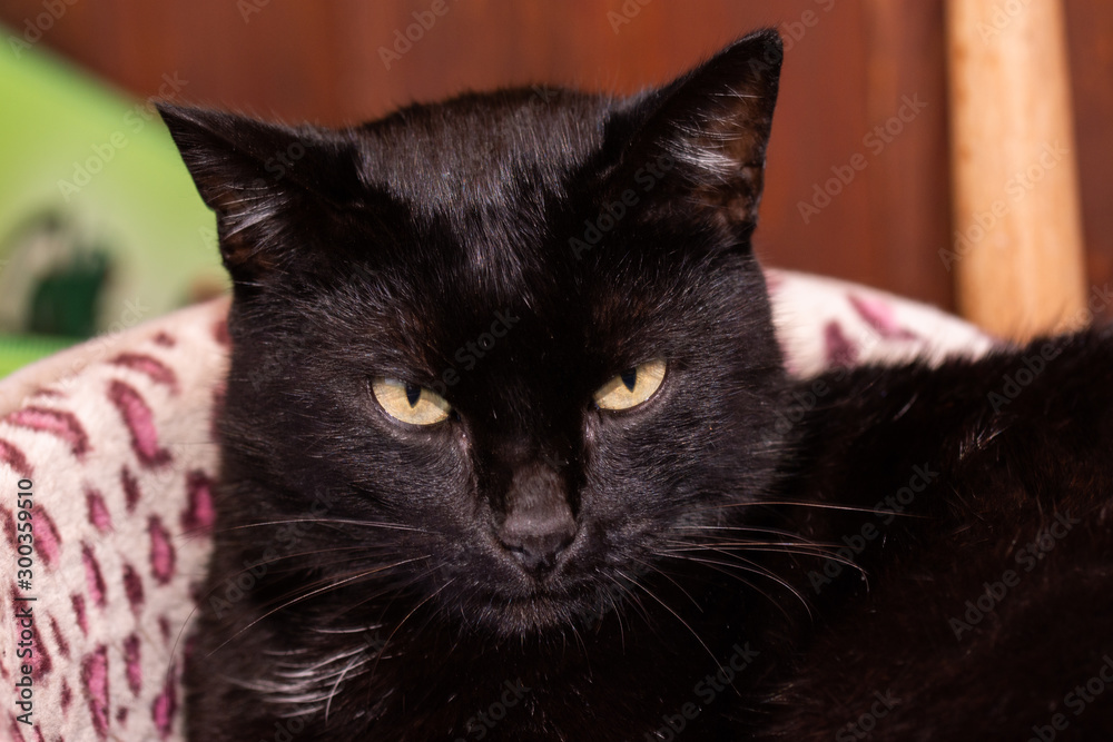 Halloween Black Cat portret ,
