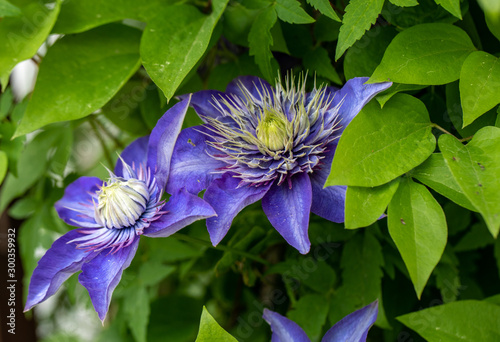 Beautiful violet flowers of clematis in garden