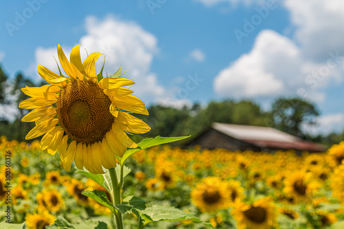 An image from a beutiful summer field full of bright yellow and green sunflowers