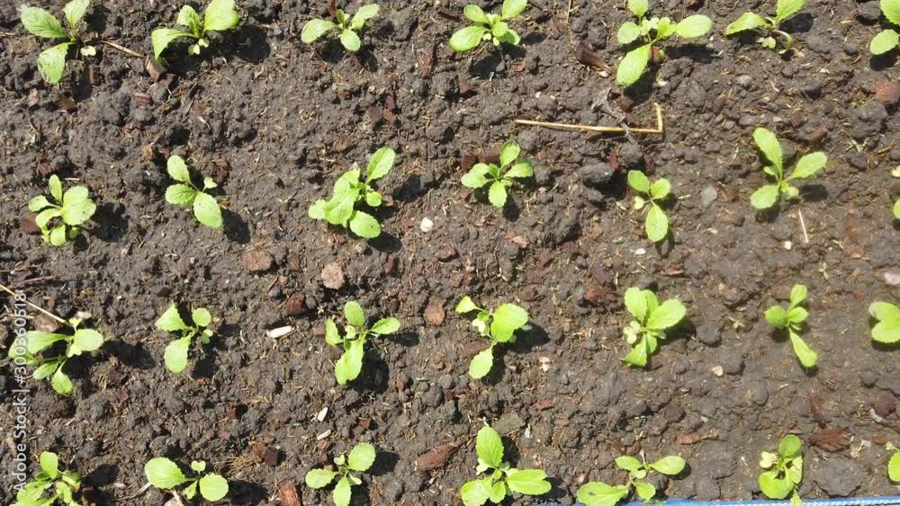 Fresh young leaves and sprouts of green salad.Organic Farming Ecology Concept. Fresh young leaves and sprouts of green salad.Organic Farming Ecology Concept.