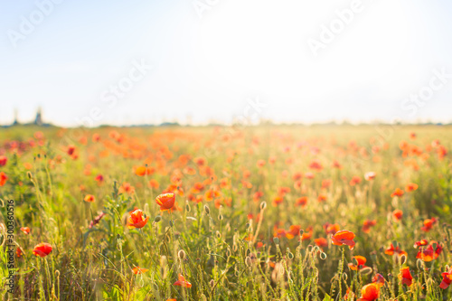 Field of bright red corn poppy flowers in summer. Selective focus.