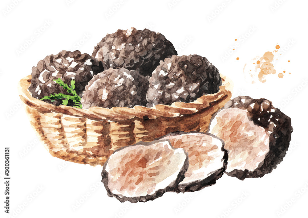 Basket with Black truffle mushrooms. Watercolor hand drawn illustration isolated on white background Basket with Black truffle mushrooms. Watercolor hand drawn illustration isolated on white background