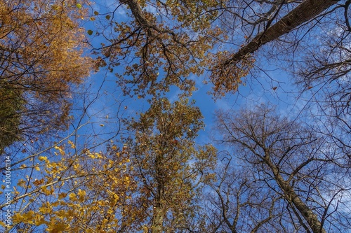 yellow tree in autumn on blue sky background