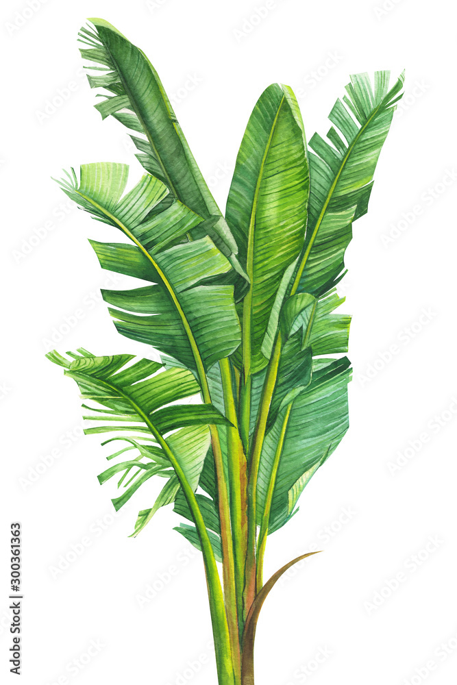 tropical plants, banana palm on an isolated white background, watercolor illustration, hand drawing, botanical painting - obrazy, fototapety, plakaty 