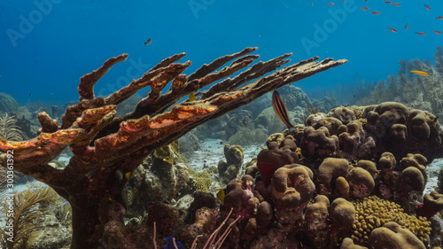 Seascape of coral reef in the Caribbean Sea around Curacao with dead Elkhorn Coral and sponge